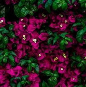 Meet your Posher, Eshwaramma